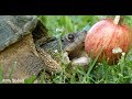 Snapping Turtle vs. Apple! (World Turtle Day Special)