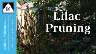 Mmm 92 - tame that overgrown lilac bush in your yard! it took some
time but the old bushes have been rejuvenated! thorough pruning of
this ta...