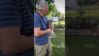 Great Horned Owl vs. Chicken Run PART 2