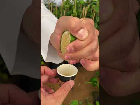 ليمون ماير من أفخر أنواع الليمون