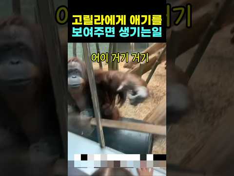 고릴라에게 애기를 보여주면 생기는일