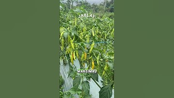 Cal HA, Solusi Wajib Buat Petani Cabe Pintar!