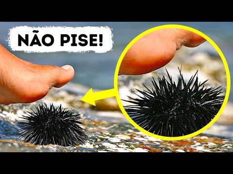 Vídeo: Café e chá contam como ingestão de água?