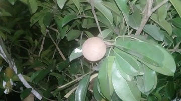 Nhược điểm khi trồng cây hồng xiêm xoài