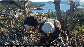Shadow brings the first fish of the season to the nest FOBBV CAM
