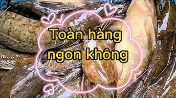 Tập 65 Săn bắt rừng tràm Câu cá trê vàng. Fishing lot of gold catfish U Minh Thượng National park.