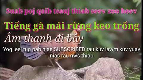 Suab poj qaib tsauj thiab seev zoo heev - Tiếng gà mái rừng gọi trống hay