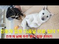 동영상 진돗개 입양 후 이런 일이 진돗개 남매 우주 현지 입양 이야기 (해공이와 리우)