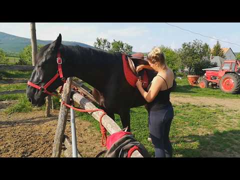 Videó: Fojtogatás A Lovakban - Torokfertőzés A Lovakban