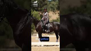 Biggest Canter Transition Mistake