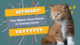 How to Prepare When Your Maine Coon Kitten Is Coming Home by Sassy Koonz Maine Coon Cattery 753 views 1 year ago 5 minutes, 16 seconds