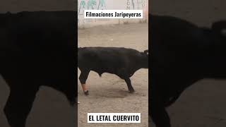 CABALLO H3RIDO #bull #jaripeo #toro #torazo #tarimoro #Jaripeodelazo #Cornada