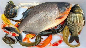 Kem Chanel lái công nông bắt cá trong chum có cá chép, cá chim, rùa  con màu sắc, cá koi, cá ranchu