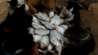 55 fish vs 30+ Cat || The Gohan Dog And Cats