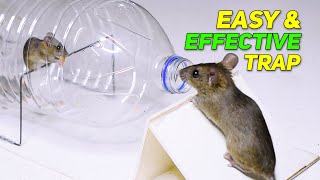 Best Humane Rat/Mouse Trap Homemade - Biggest Rat Trap Ideas