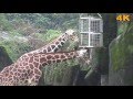 Giraffe 長頸鹿  ( 2016 Ultra HD 4K HDR )