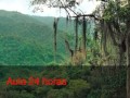 Bosque tropical o selva