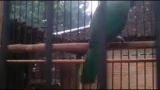 Video Burung cucak ijo gacor