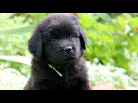 newfoundland puppies youtube