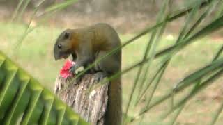 Седая белка (Callosciurus caniceps) Grey bellied squirre