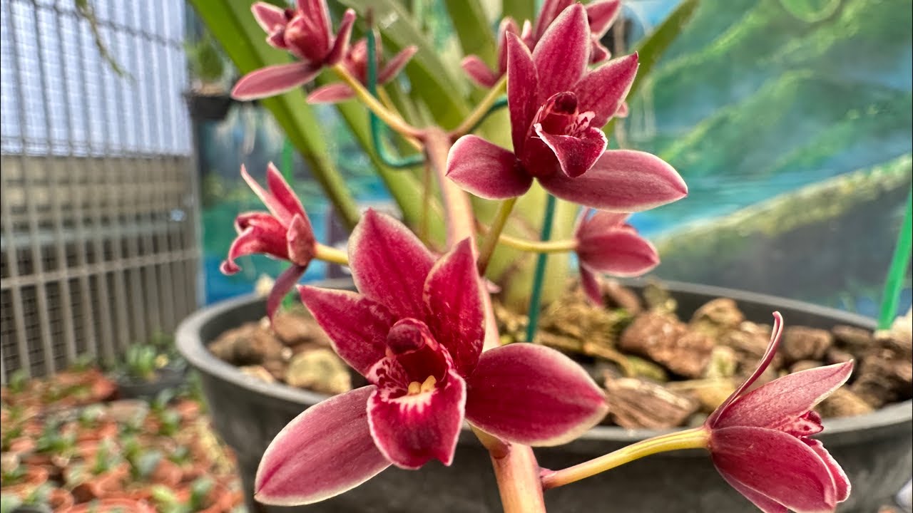 Đỏ mỹ khách gửi đã nở hoa cực đẹp…lh/ 035.816.9999