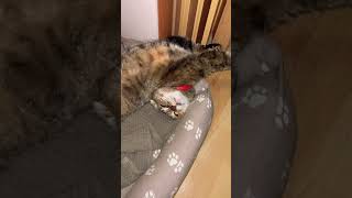 Лето неизбежно. #лето #кошка #кот