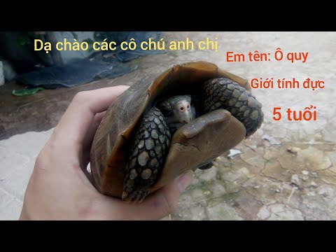 Tập 1 : Đập hộp  rùa núi vàng size | Đan Huy youtube | ngày 24/6/2020