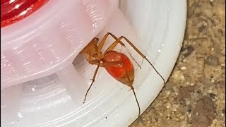 Pet Ants Drink Red Ant Nectar