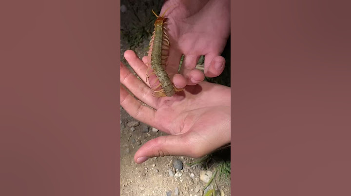 Centipedes Do Bite Me Sometimes