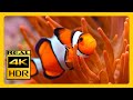 Colorful Aquarium 4K HDR Aquarium For Relax Meditation &amp; Sleep RELAXING MUSIC 4K Screensaver