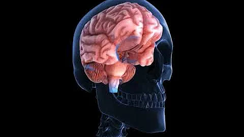 What Is a Pyramidal Neuron