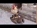 Rooster shows the eagle whos the boss