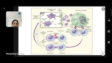 XUẤT HUYẾT GIẢM TIỂU CẦU MIỄN DỊCH NGUYÊN PHÁT (ITP) CK1_ CÔ KHANG