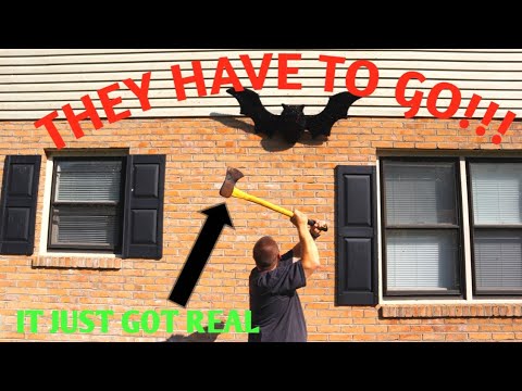 Come ottenere Bats Out Of An Attic