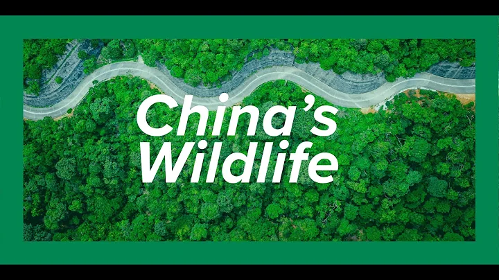 China’s Wildlife | Kyle Obermann - DayDayNews