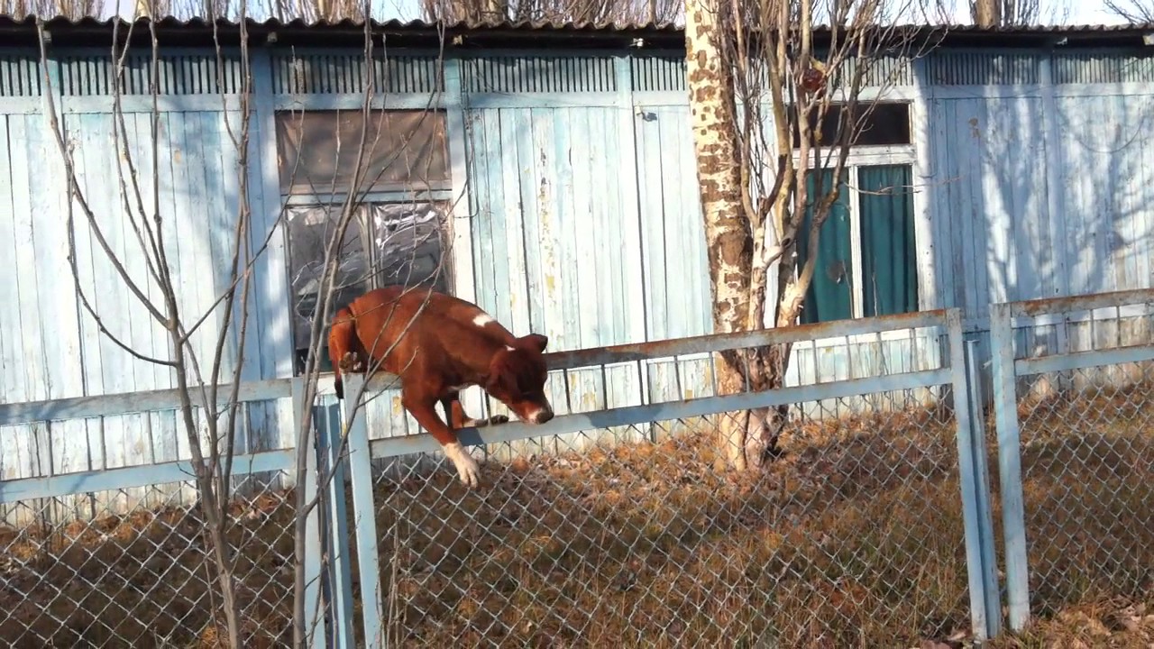 собака прыгает через забор