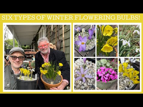 Video: Sone 6 Winterblomme - Groeiende winterbloeiende blomme in Sone 6 Tuine