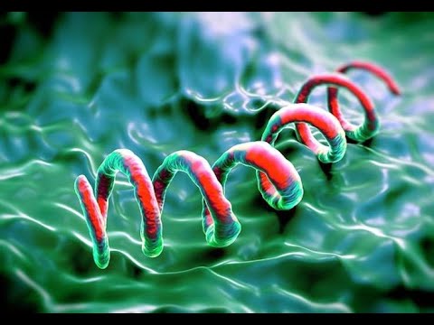 Video: ¿Todas las espiroquetas son patógenas?