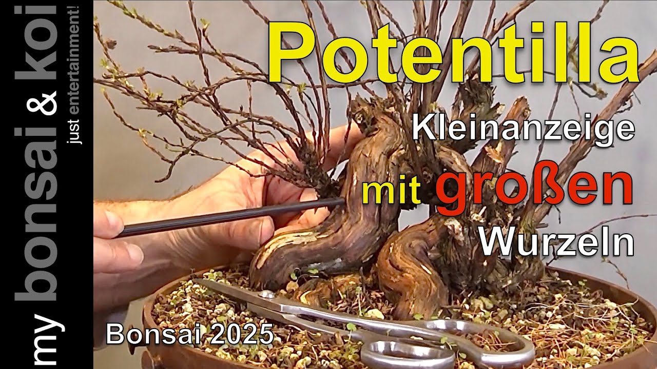 Bonsai 2025-8 - Potentilla - Fünffingerstrauch - Kleinanzeige mit großen Wurzeln