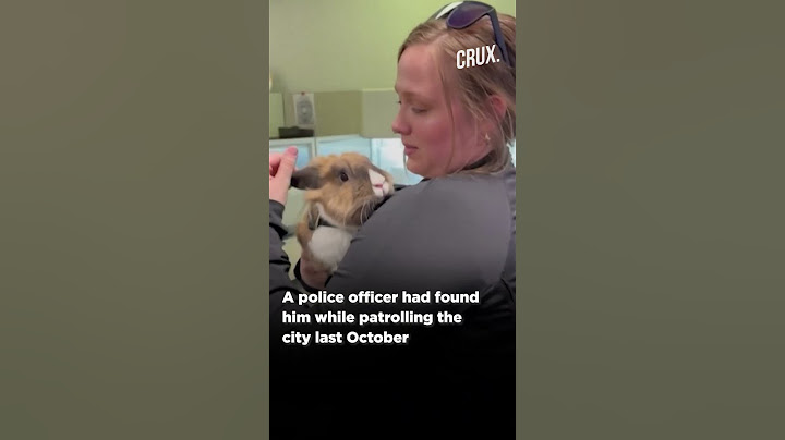 Rabbit Joins Police Force In California