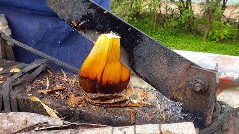 Cao thủ chặt cả ngàn trái dừa nhờ cây đao như Cẩu Đao trong phim Bao thanh thiên