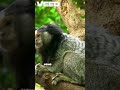 Rockstar Monkeys Unleashed!