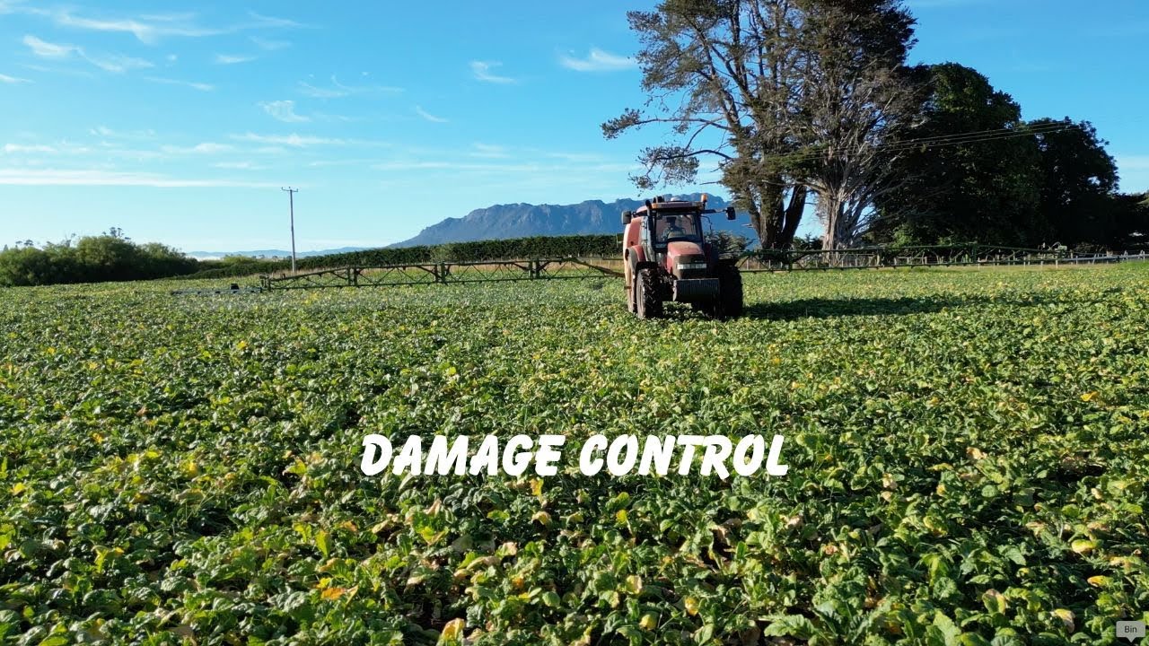 Посевы репы в серьезной опасности || На ферме 6 лет не использовали инсектициды, до настоящего вр...