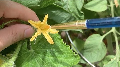 Hand Pollinate Cucumber Plants to Increase Yield or Save Hybrid Seeds