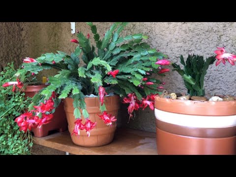 Vídeo: As plantas Hosta têm flores - Mantendo ou cortando flores da planta Hosta
