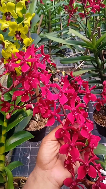 Anggrek super merah Renanthera
