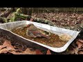 Female Cardinal has a SPLASHY time at Birdbath - 1/17/2023