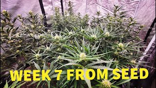 GROW GARAGE - Week 7 From Seed - w/ MARSHYDRRO 8x4 And 2x FC-E4800