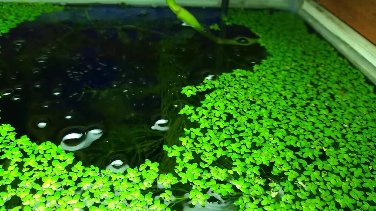 16 Plantas De Jardn Con Flores Resistentes Al Sol Lista Fotos Y