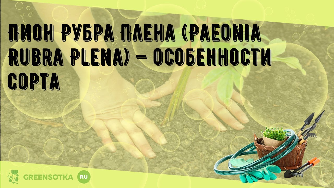 Пион Рубра Плена (Paeonia Rubra Plena) — особенности сорта